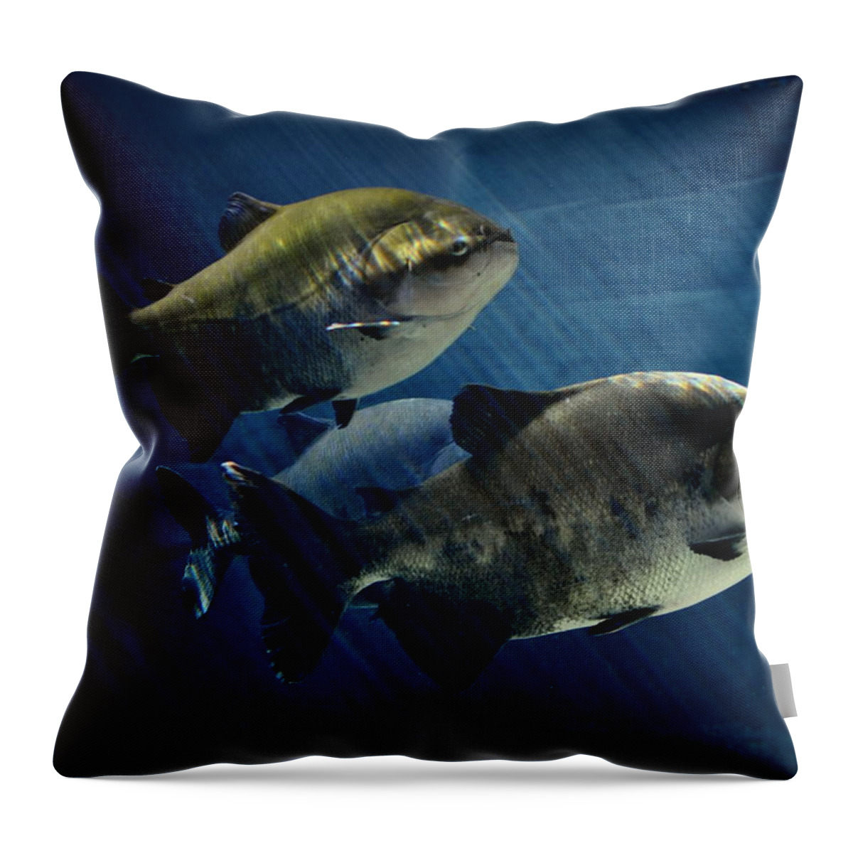 Pacu Throw Pillow featuring the photograph Black Pacu by Nathan Abbott
