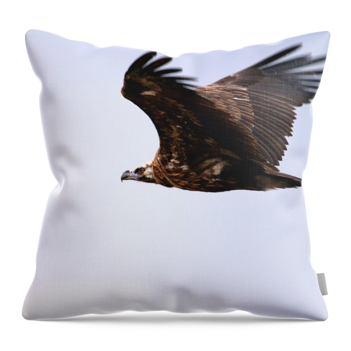 Animals Hunting Throw Pillow featuring the photograph Black Vulture- Mongolia by David Santiago Garcia