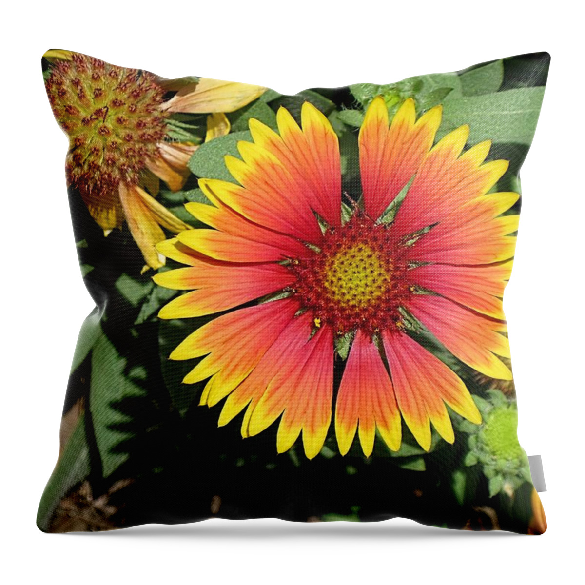 Blanket Flower Throw Pillow featuring the digital art Blanket Flower by Doug Morgan