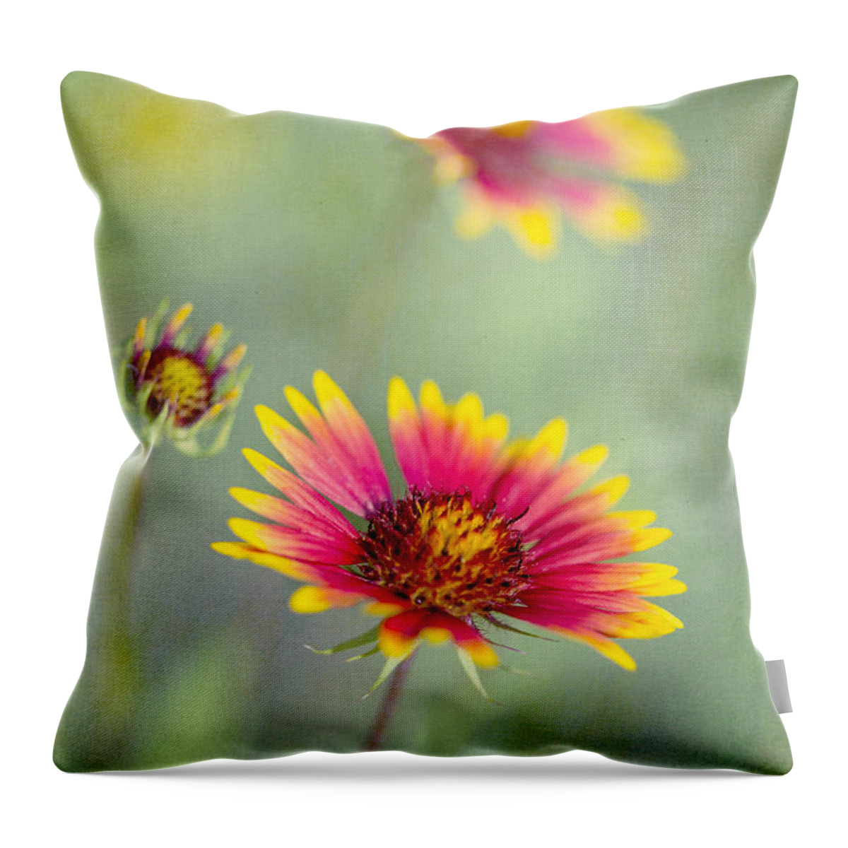 Blanket Flowers Throw Pillow featuring the photograph Blanket Flowers by Elena Nosyreva