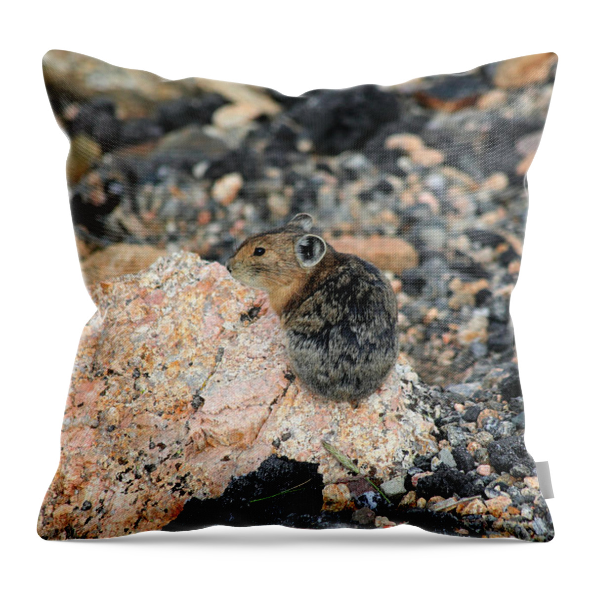 Pika Throw Pillow featuring the photograph Blending In #1 by Shane Bechler