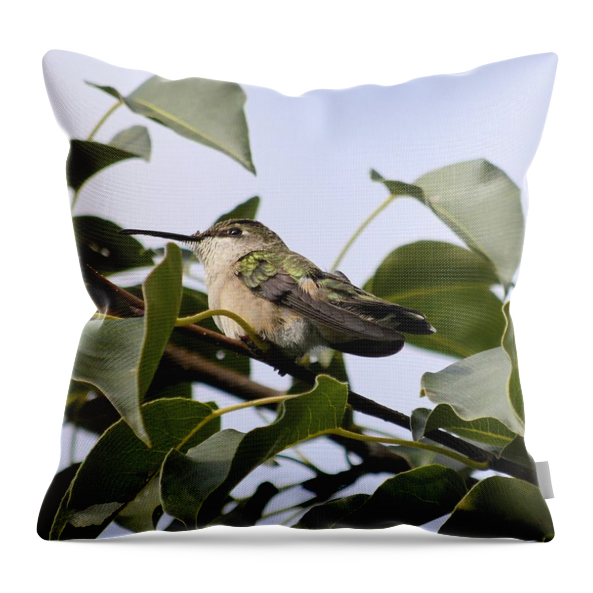 Hummingbird Throw Pillow featuring the photograph Blending In by Bonfire Photography