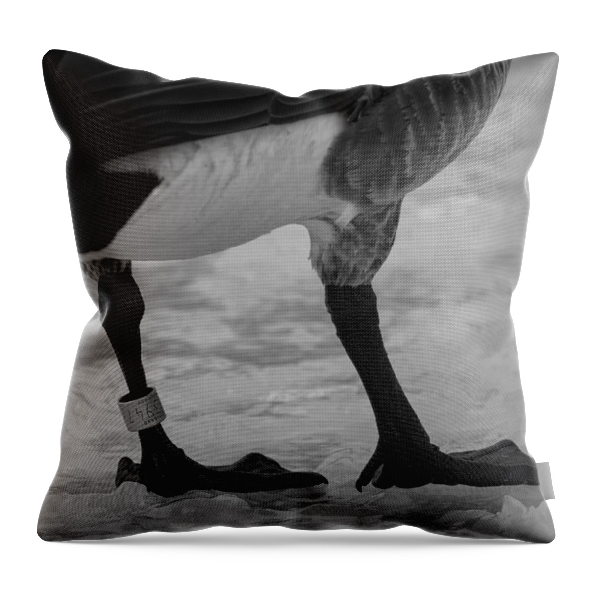 Canadian Goose Throw Pillow featuring the photograph Bling by Thomas Young