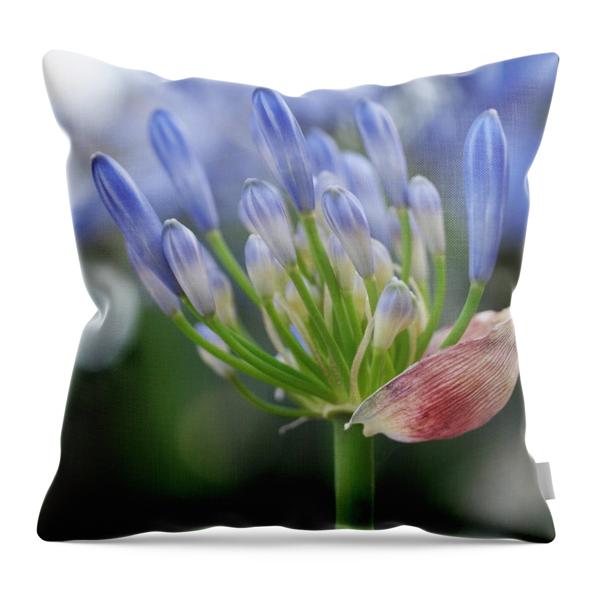 Agapanthus Throw Pillow featuring the photograph Blooming Agapanthus by Rona Black