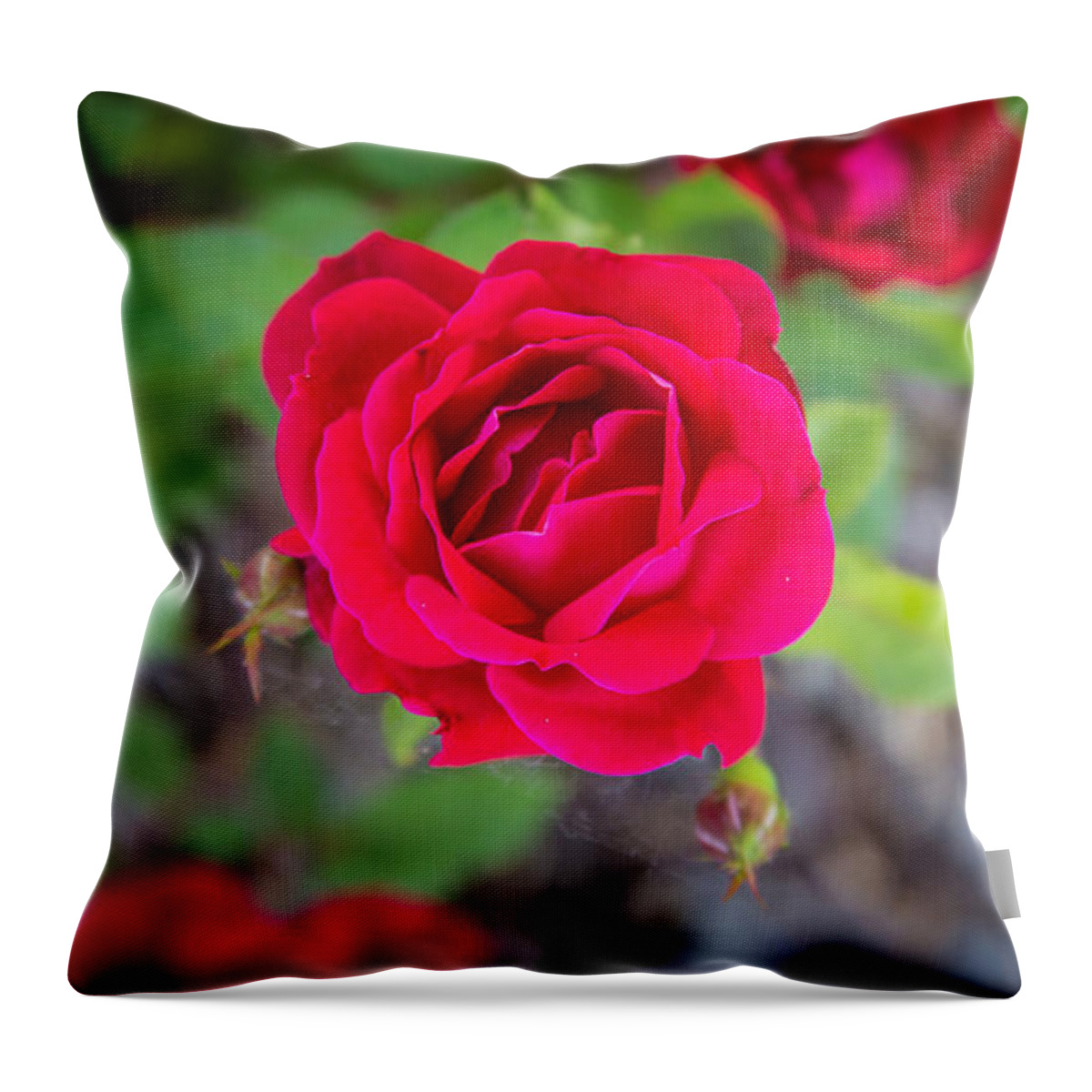 Flower Throw Pillow featuring the photograph Blooming Rose by Andrew Slater