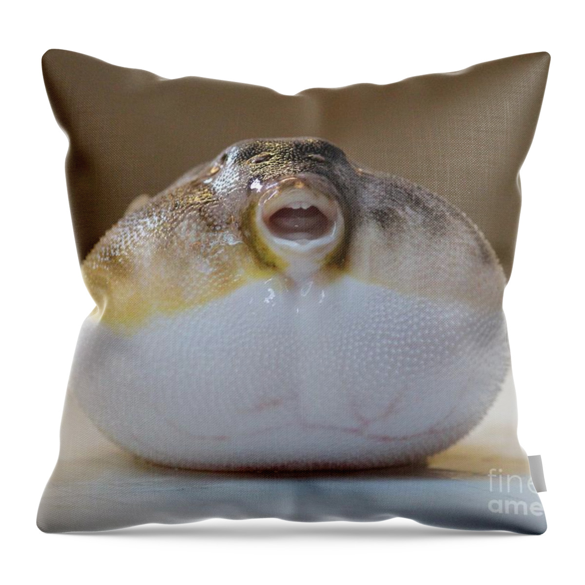 Blowfish Throw Pillow featuring the photograph Blowfish by Cynthia Snyder