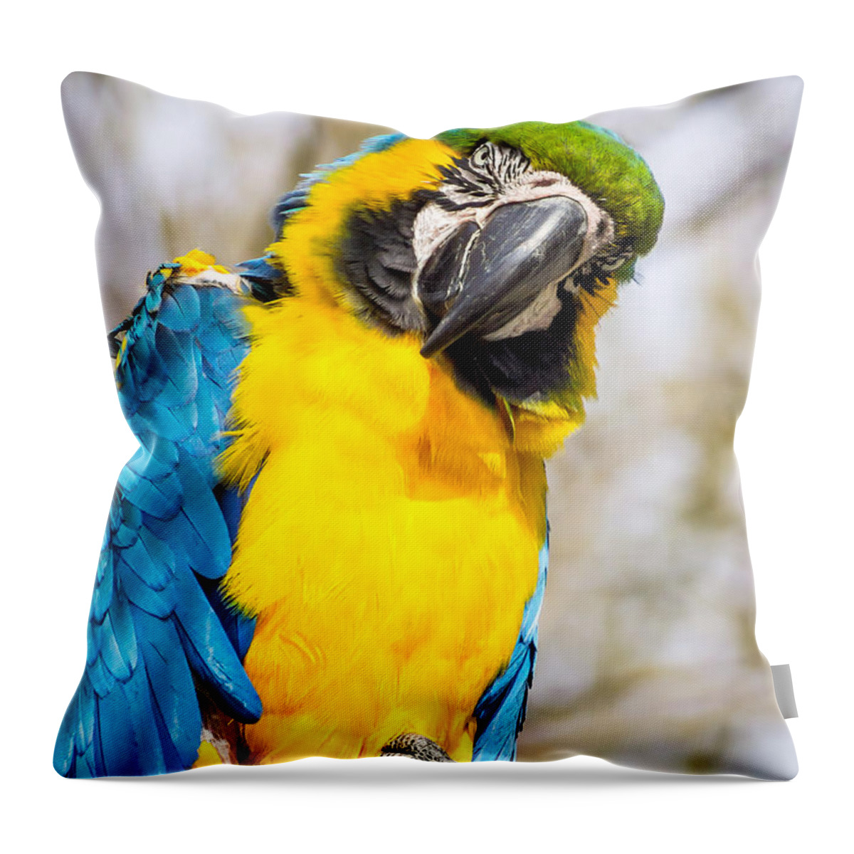 Blue And Gold Throw Pillow featuring the photograph Blue and Gold Macaw parrot by Imagery by Charly
