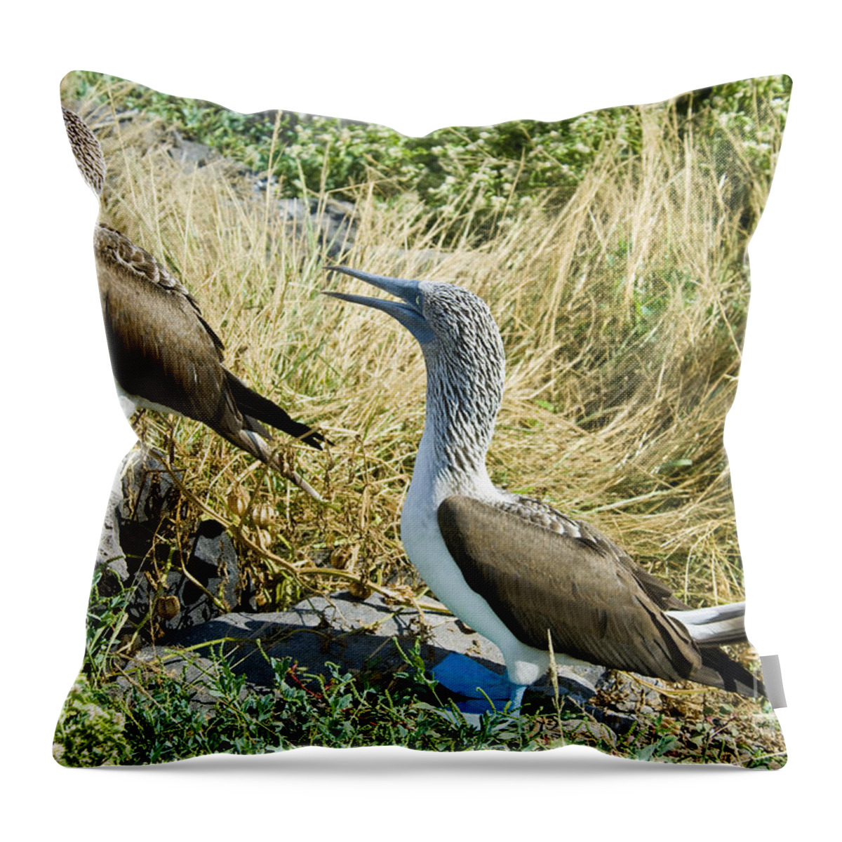 Blue-footed Boobies Throw Pillow featuring the photograph Blue-footed Boobies by William H. Mullins