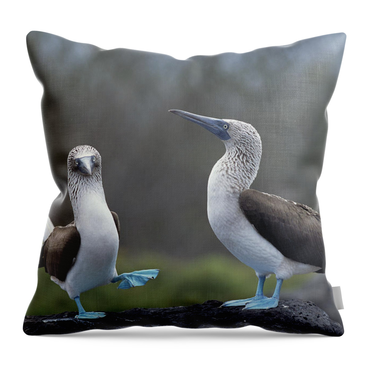 Feb0514 Throw Pillow featuring the photograph Blue-footed Booby Courtship Dance by Tui De Roy