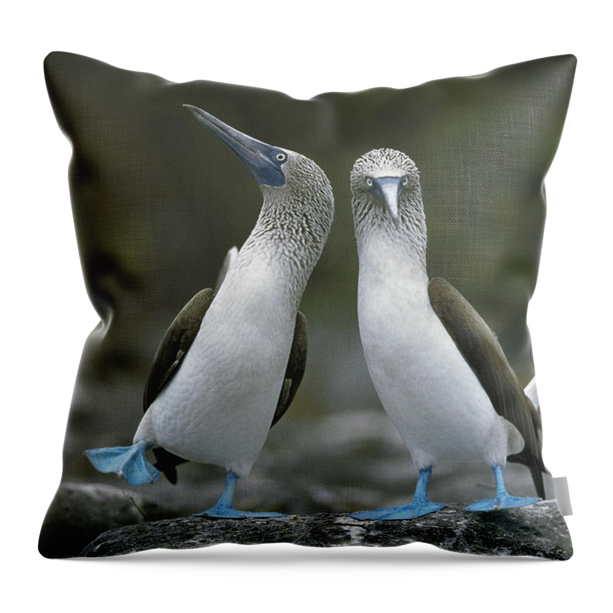 00141144 Throw Pillow featuring the photograph Blue Footed Booby Dancing by Tui De Roy