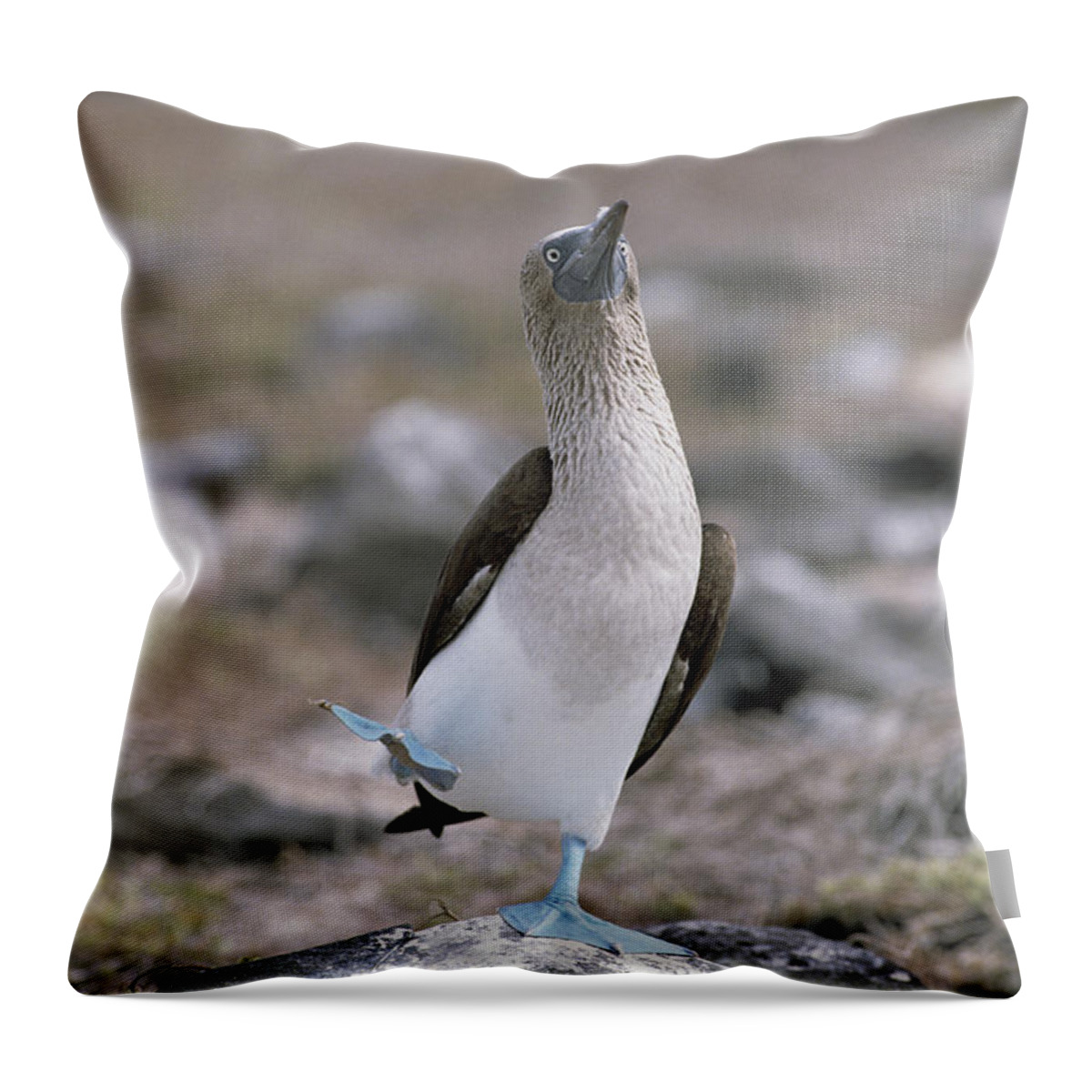 Feb0514 Throw Pillow featuring the photograph Blue-footed Booby In Courtship Dance by Konrad Wothe