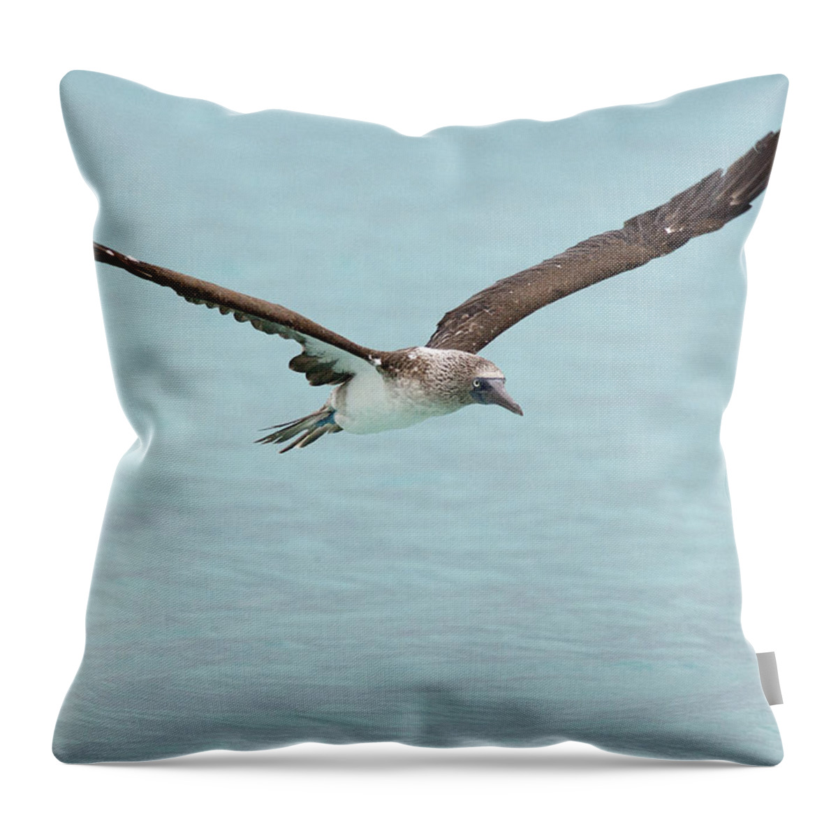 Blue-footed Booby Throw Pillow featuring the photograph Blue-footed Booby in flight by Tony Mills