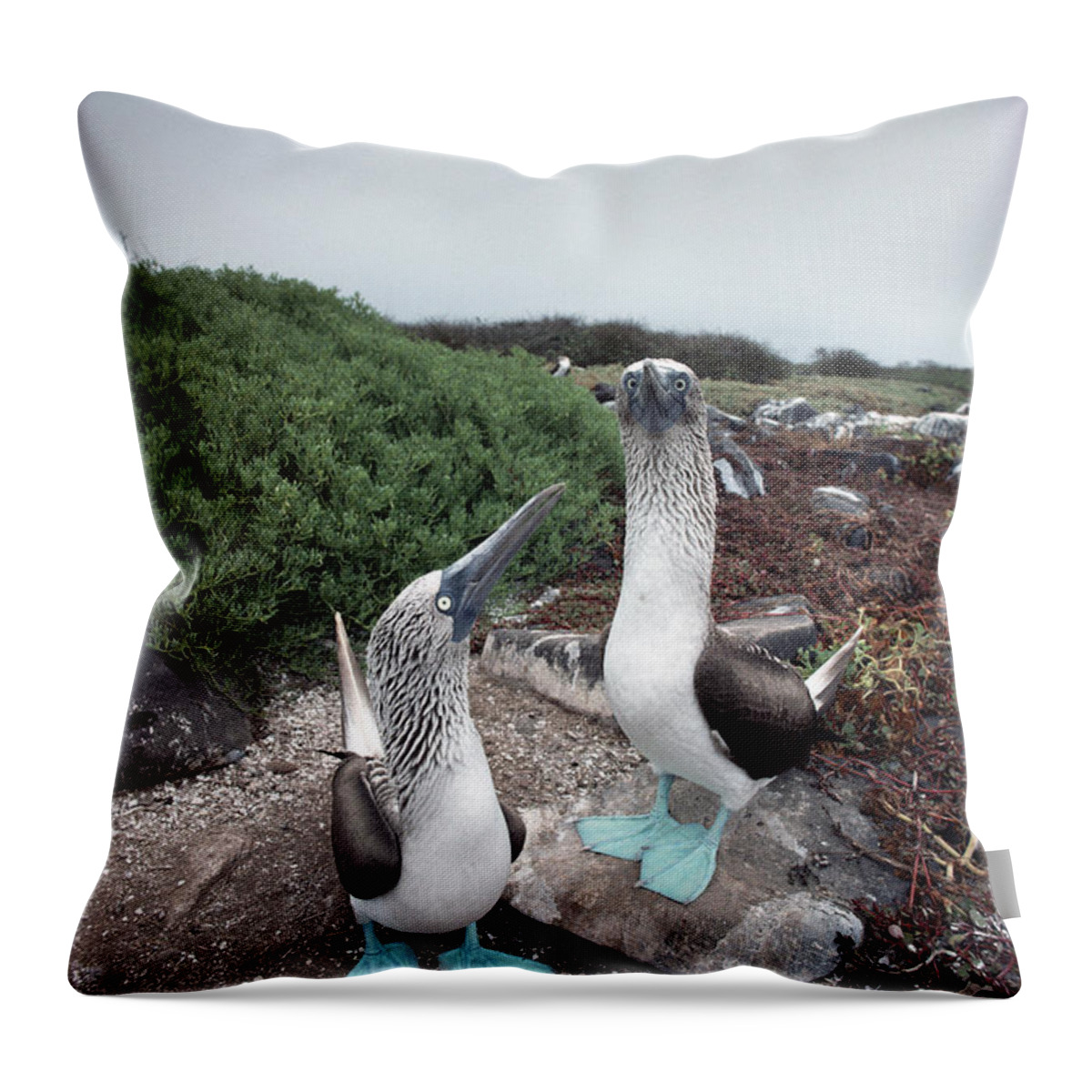 Feb0514 Throw Pillow featuring the photograph Blue-footed Booby Pair Courting by Tui De Roy