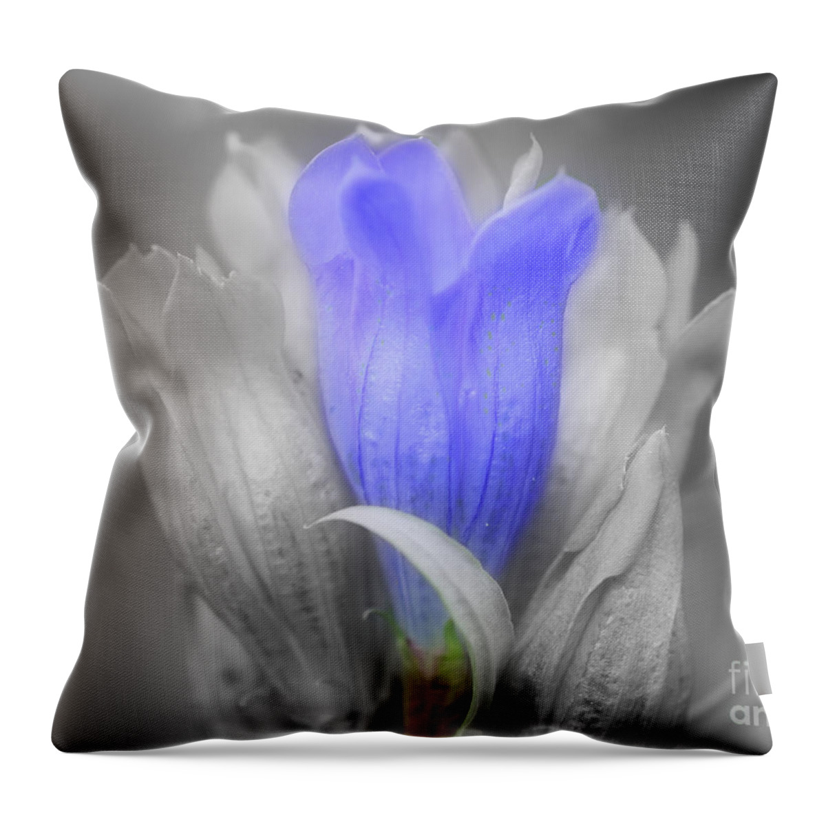 Flower Throw Pillow featuring the photograph Blue Gentian Flower In Partial Color by Smilin Eyes Treasures