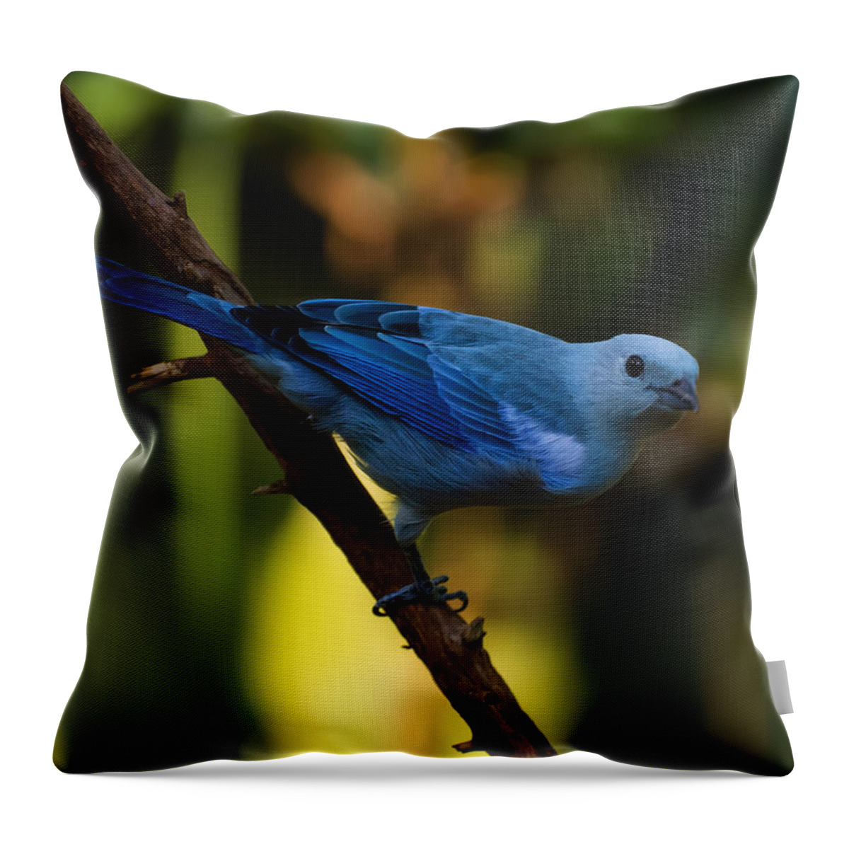 Tanager Throw Pillow featuring the photograph Blue Grey Tanager by Flees Photos