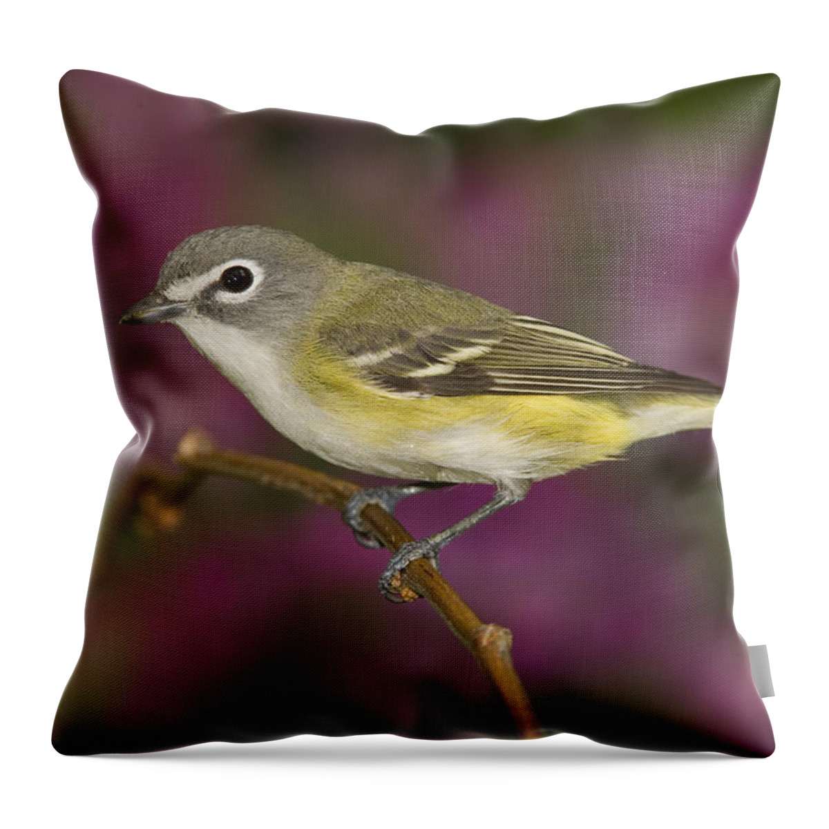 Feb0514 Throw Pillow featuring the photograph Blue-headed Vireo Rio Grande Valley by Tom Vezo