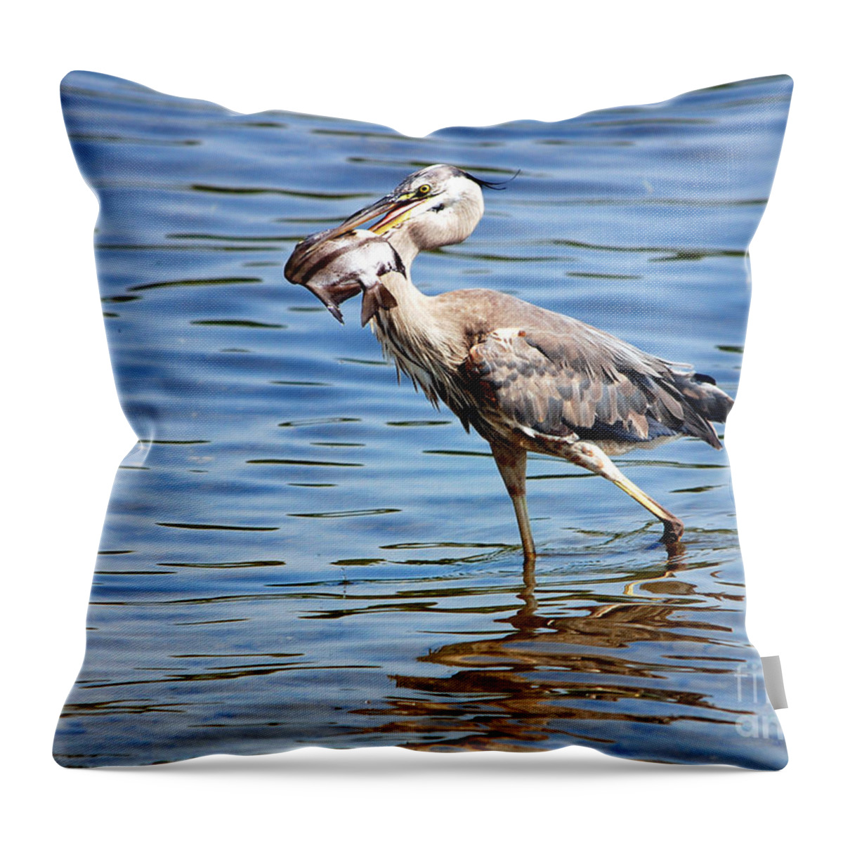  Anclote Gulf Park Throw Pillow featuring the photograph Blue Heron and Fish by John Greco