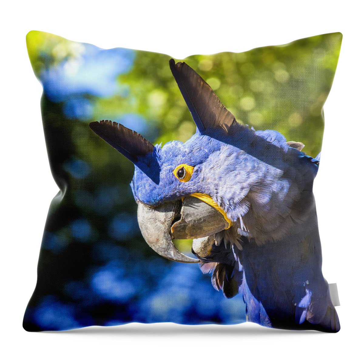Hyacinth Macaw Throw Pillow featuring the photograph Blue Hyacinth Pose by Bill and Linda Tiepelman