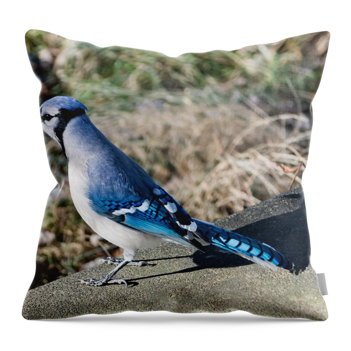Blue Jay Throw Pillow featuring the photograph Blue Jay and His Shadow by Holden The Moment