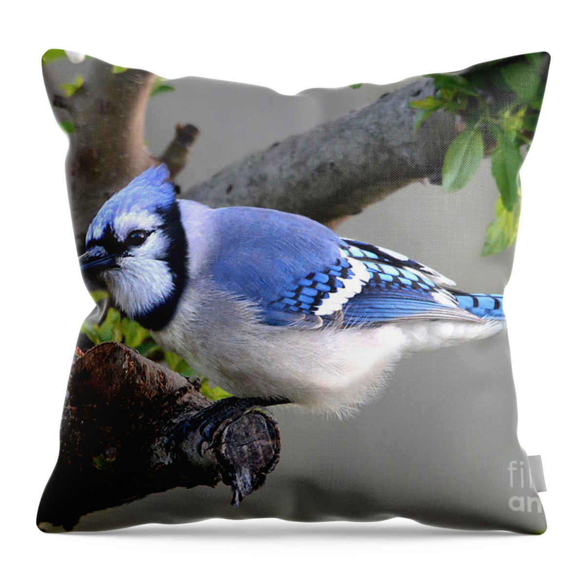Nature Throw Pillow featuring the photograph Blue Jay Beauty by Nava Thompson