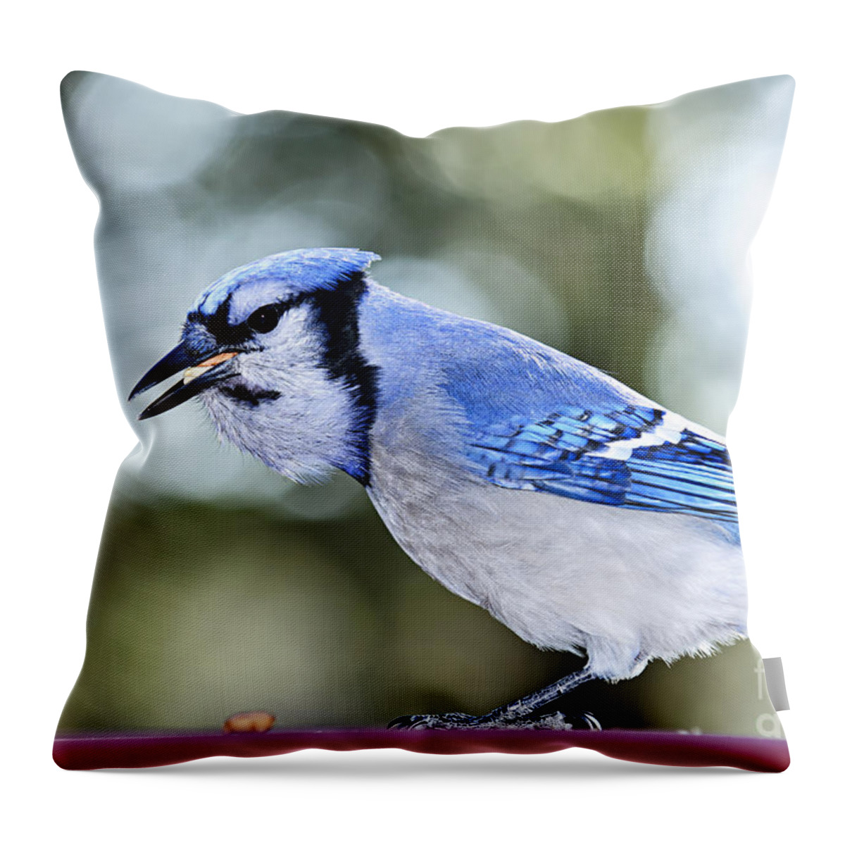 Bird Throw Pillow featuring the photograph Blue jay bird by Elena Elisseeva