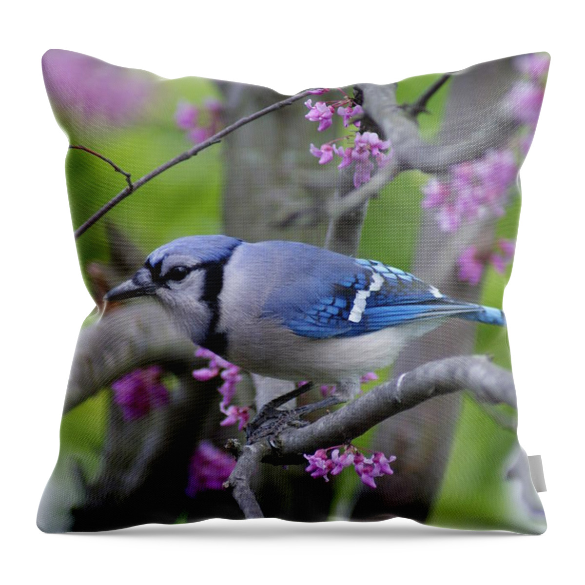 Bird Throw Pillow featuring the photograph Blue Jay by Heidi Poulin
