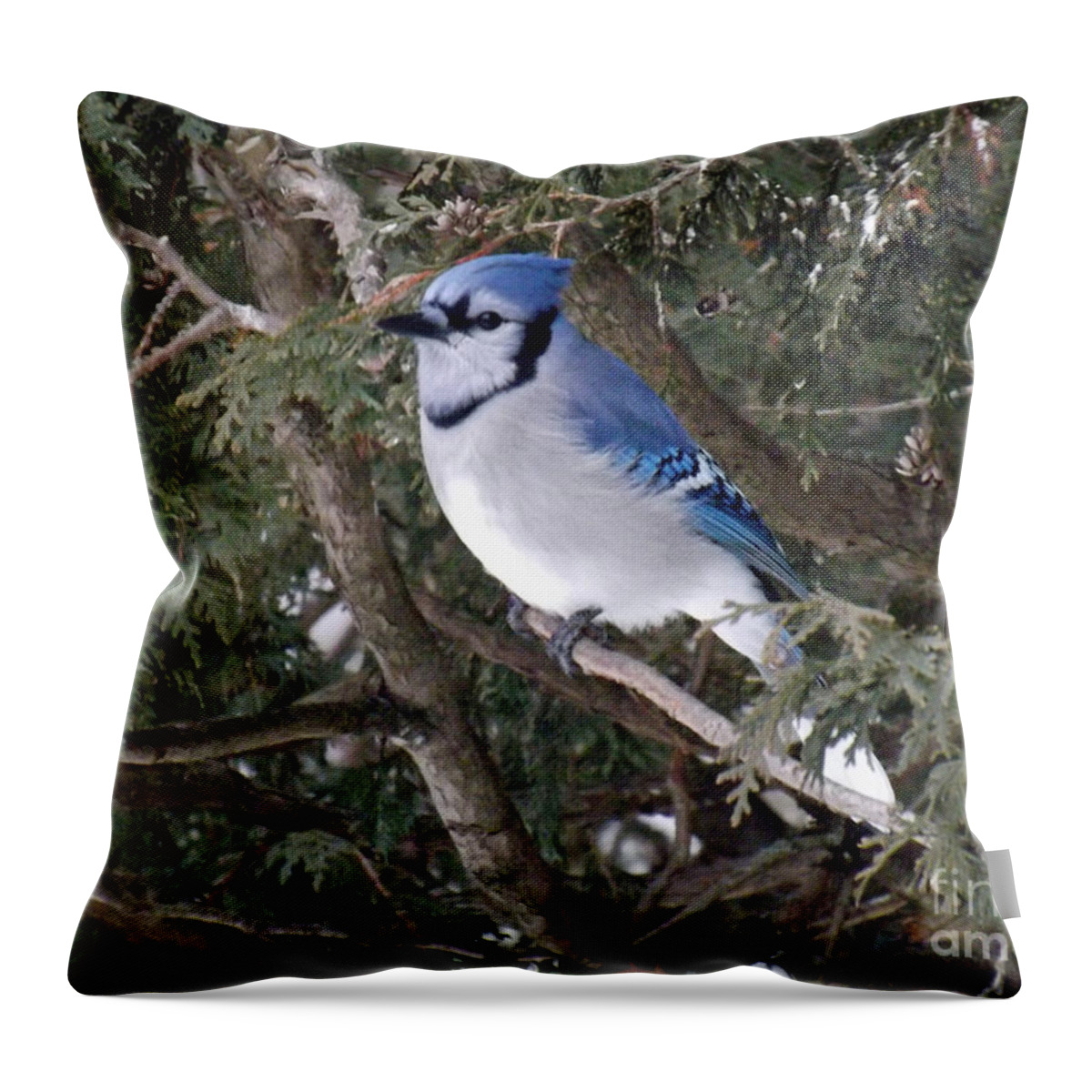 Blue Jay Throw Pillow featuring the photograph Blue Jay in the cedars by Brenda Brown