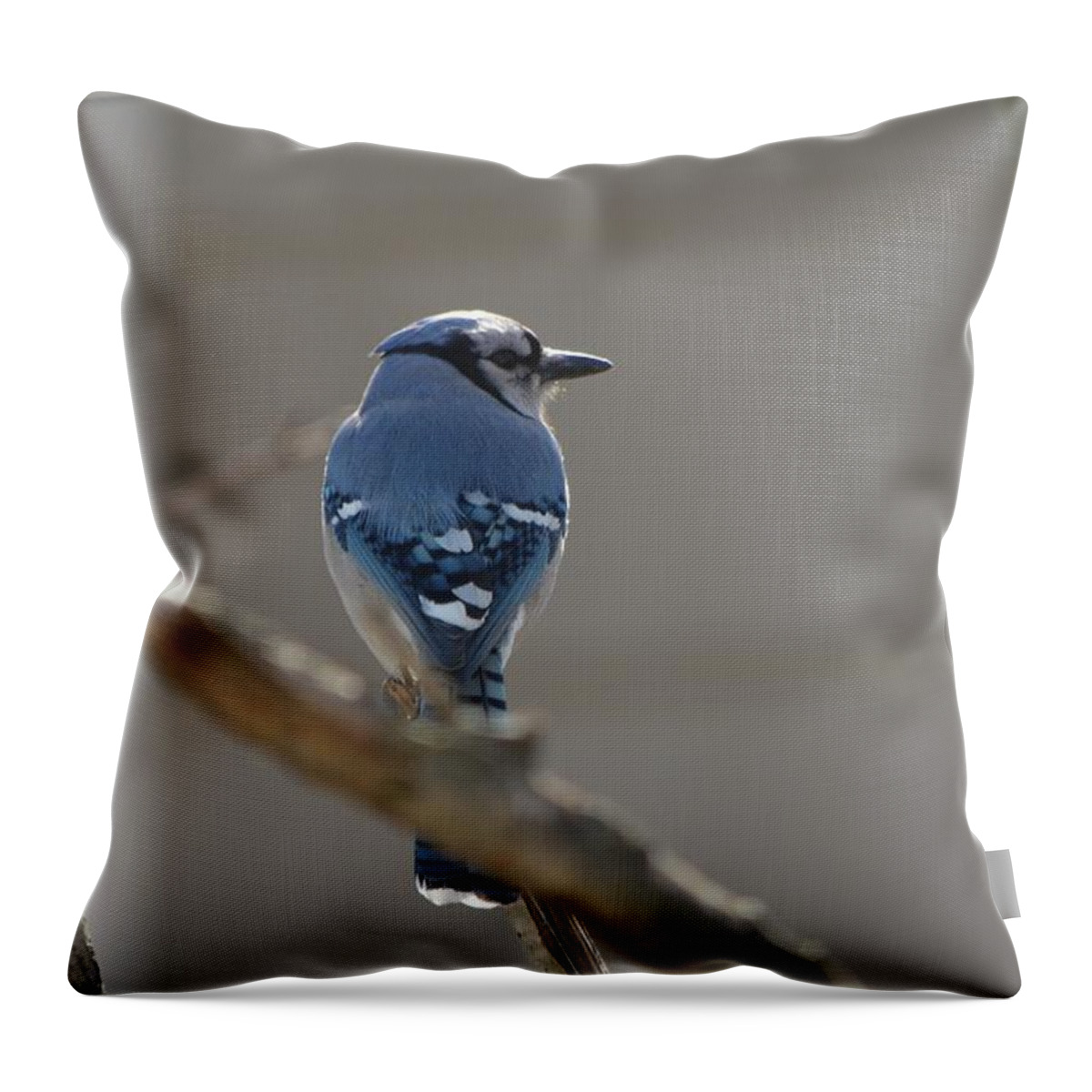 Blue Jay Throw Pillow featuring the photograph Blue Jay by James Petersen