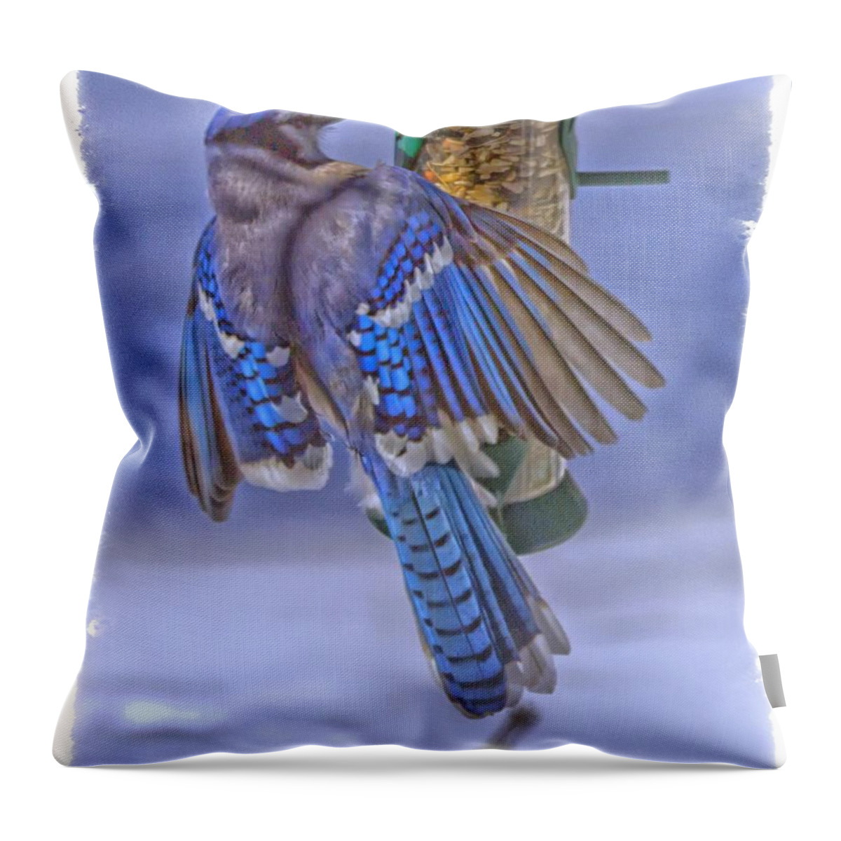 Blue Jay Throw Pillow featuring the photograph Blue Jay Swinging by Constantine Gregory