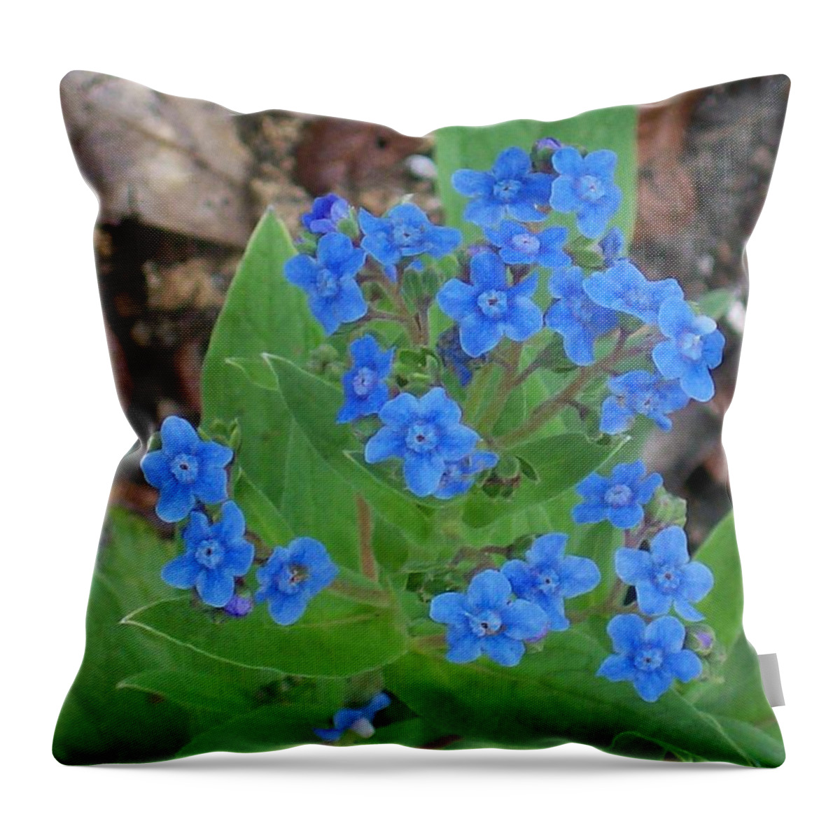 Blue Lambs Ear Flower Caught In Full Bloom. Throw Pillow featuring the photograph Blue Lambs Ear by Belinda Lee