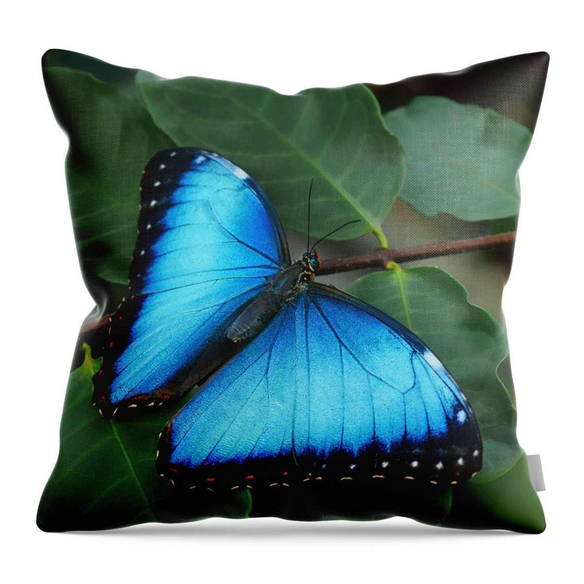 Butterfly Throw Pillow featuring the photograph Blue Morpho - 2 by Nikolyn McDonald