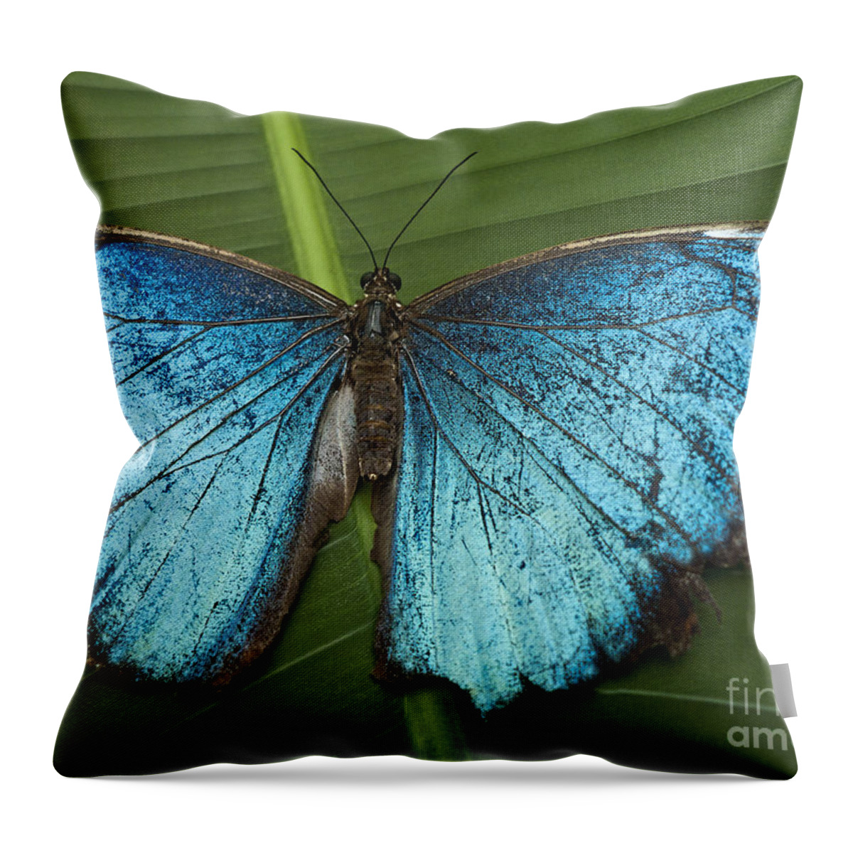 Mariposa Throw Pillow featuring the photograph Blue Morpho - Morpho Peleides by Heiko Koehrer-Wagner