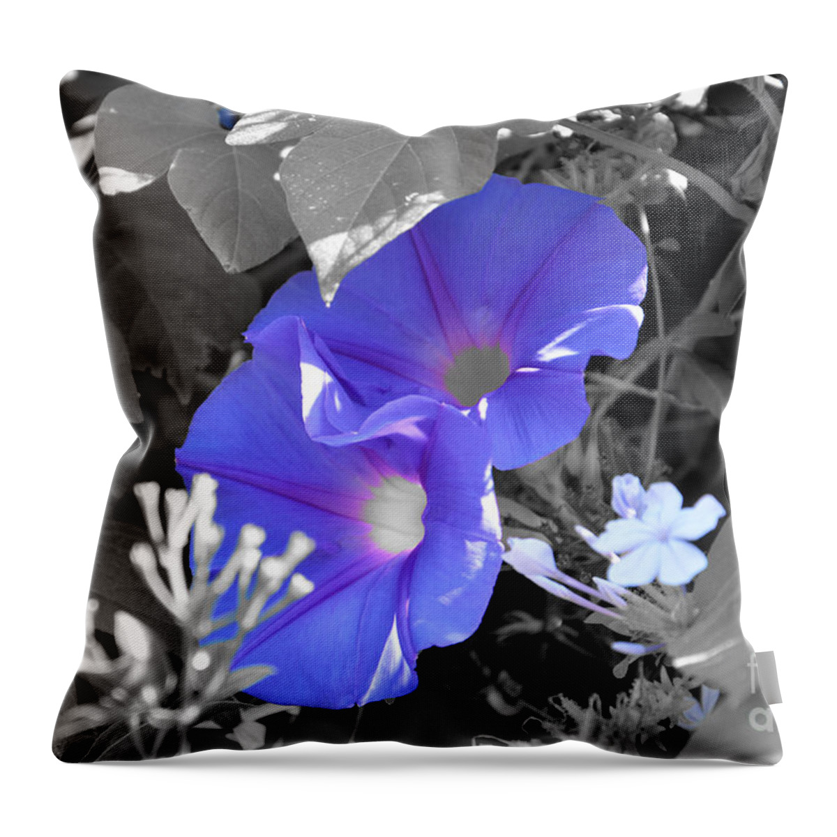 Morning Glory Throw Pillow featuring the photograph Blue Twins by Ramona Matei