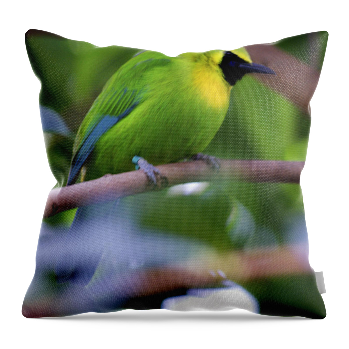 The Leafbird's Throw Pillow featuring the photograph Blue Winged Leafbird by M Three Photos