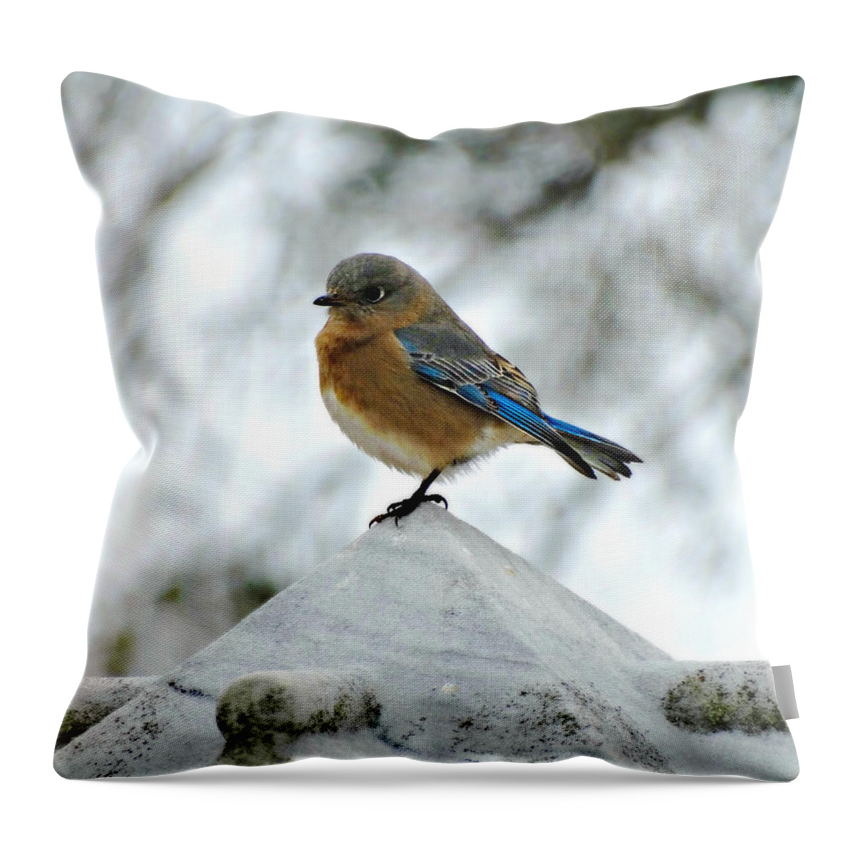 Bluebird 3 Throw Pillow featuring the photograph Bluebird 3 by Dark Whimsy