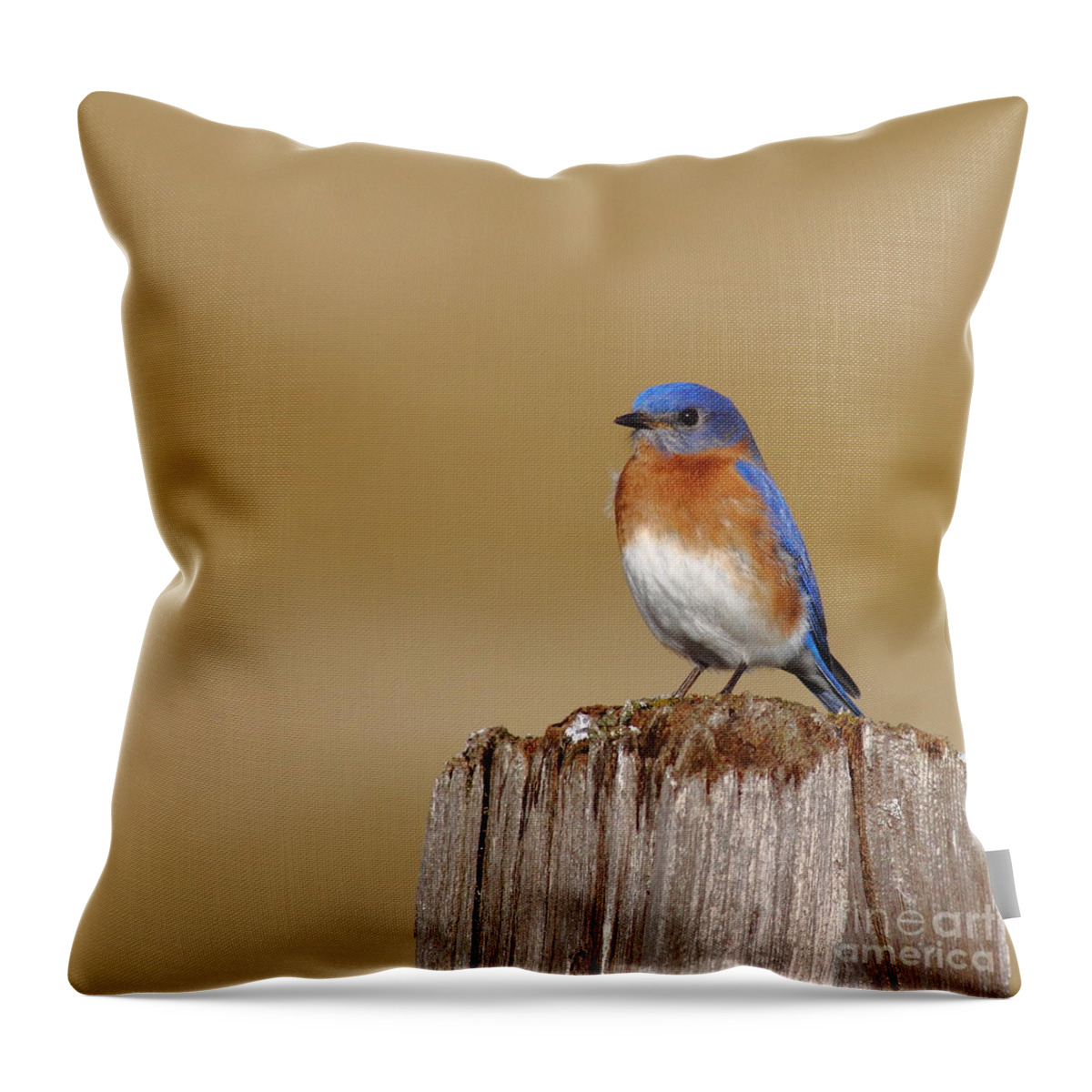 Animal Throw Pillow featuring the photograph Bluebird At His Post by Robert Frederick