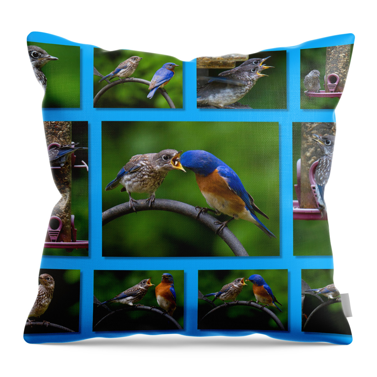 Bluebird Throw Pillow featuring the photograph Bluebird Collage by Robert L Jackson