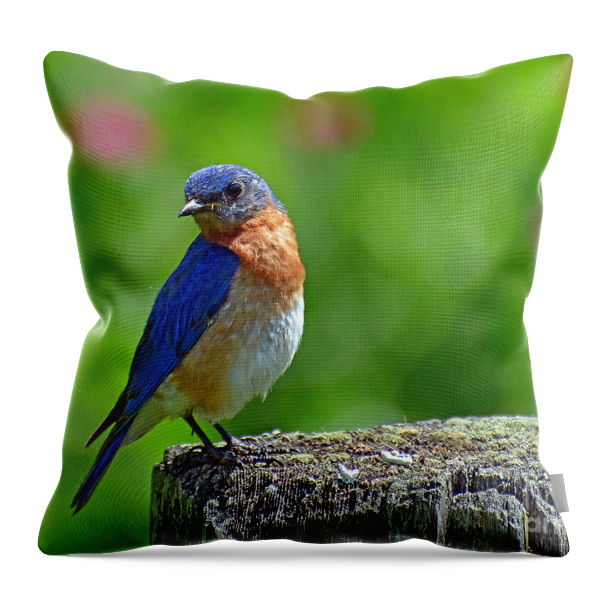 Bird Throw Pillow featuring the photograph Bluebird on a Fence Post by Rodney Campbell