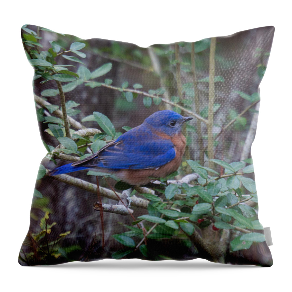 Bluebird Throw Pillow featuring the photograph Bluebird by Patricia Schaefer
