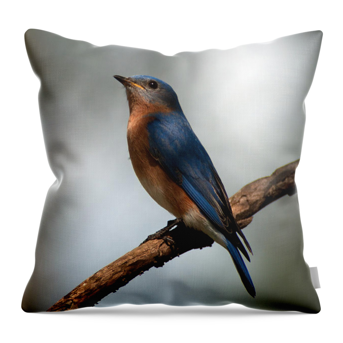 Bluebird Throw Pillow featuring the photograph Bluebird -Why Yes by Sandra Clark