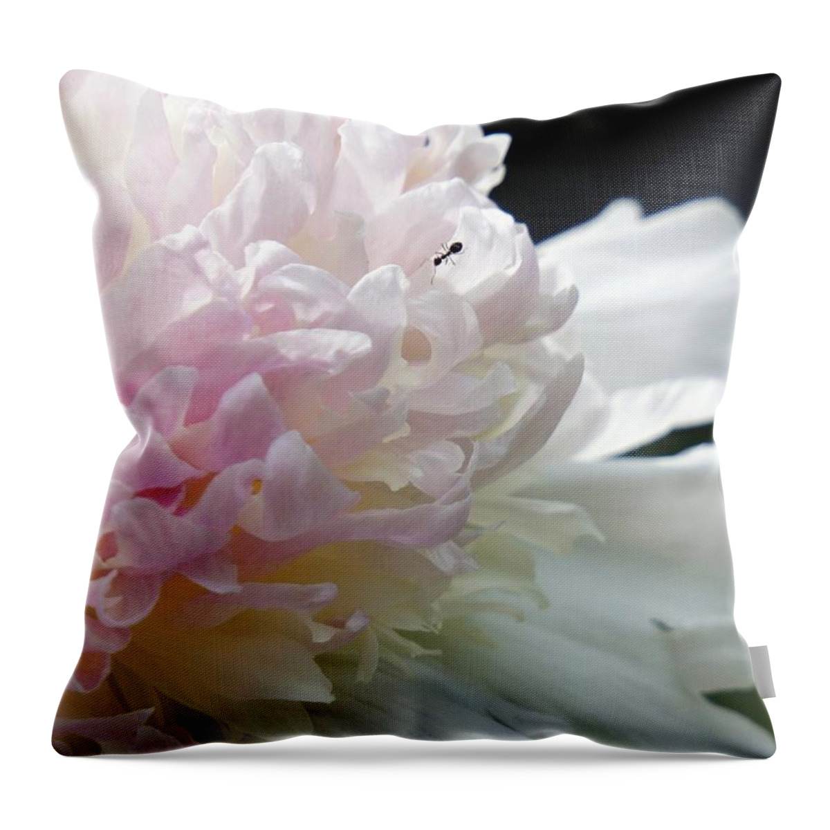 Blush Throw Pillow featuring the photograph Blushing Peony by Lilliana Mendez