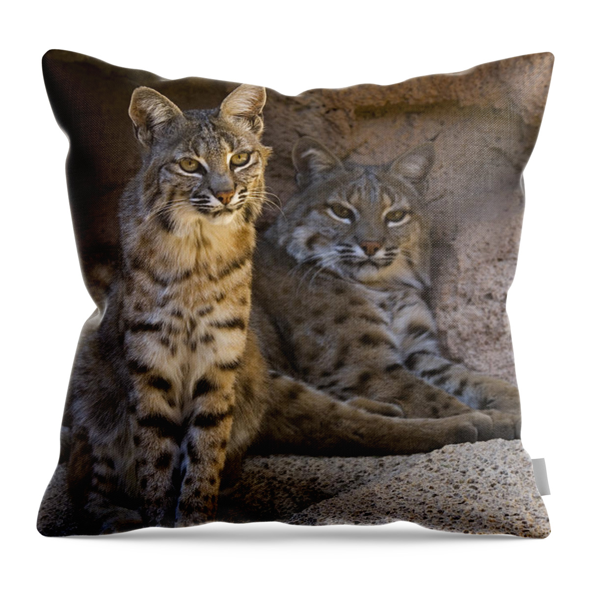 Two Throw Pillow featuring the photograph Bobcat Pair by Arterra Picture Library