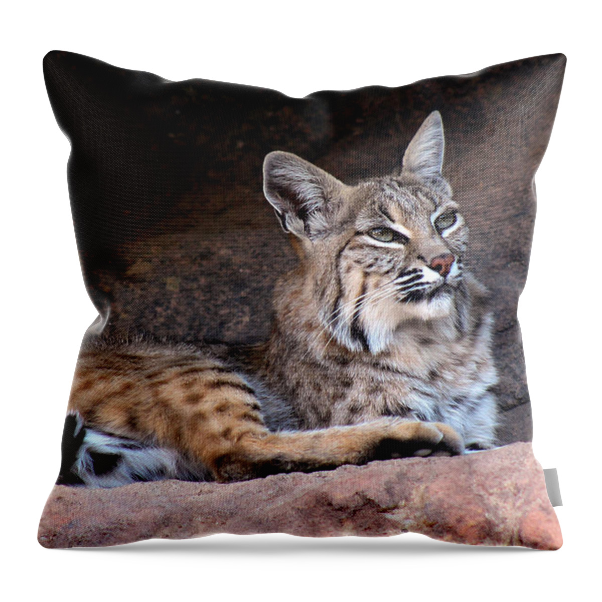 Bobcats Throw Pillow featuring the photograph Hmm What To Do by Elaine Malott