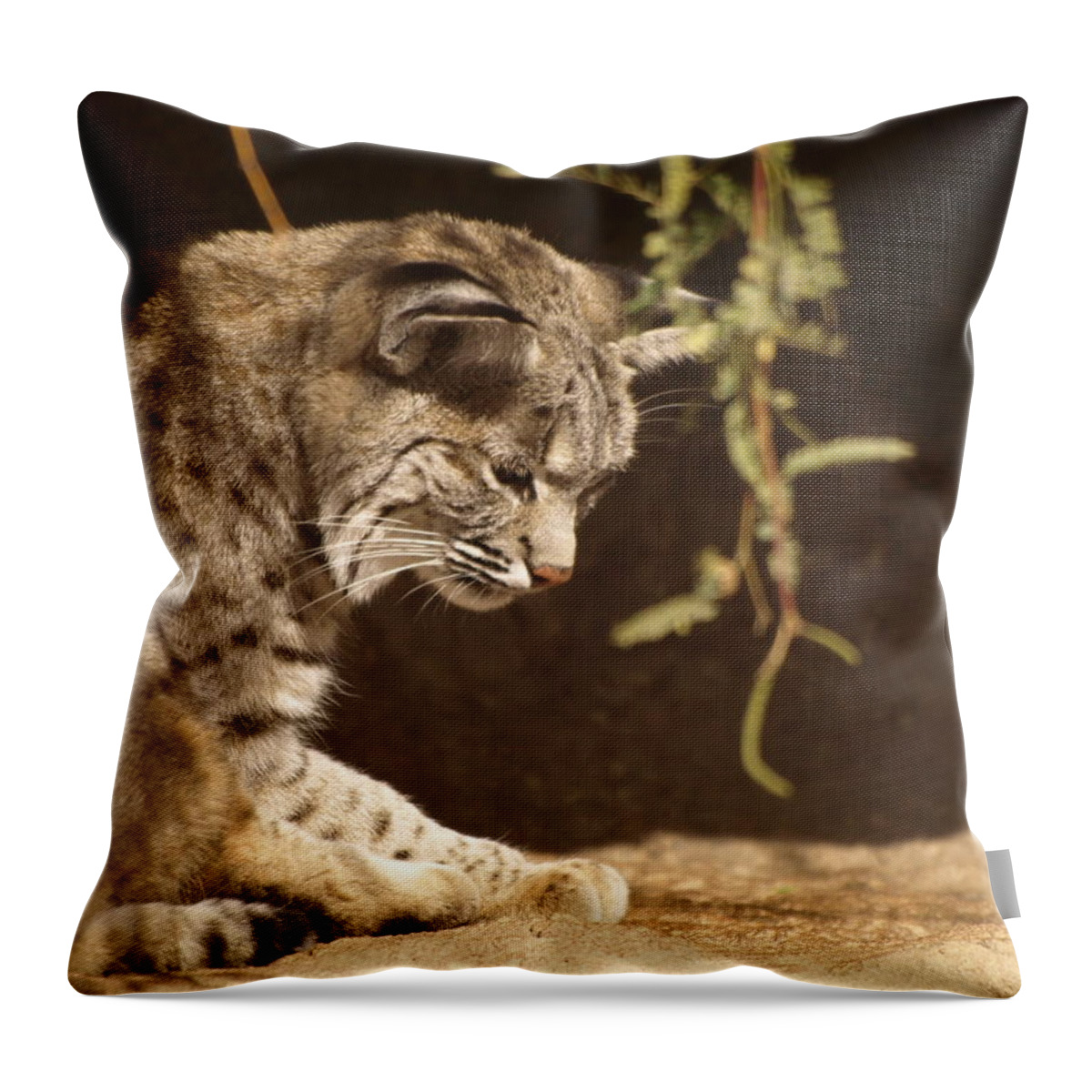 Peterson Nature Photography Throw Pillow featuring the photograph Bobcat by James Peterson