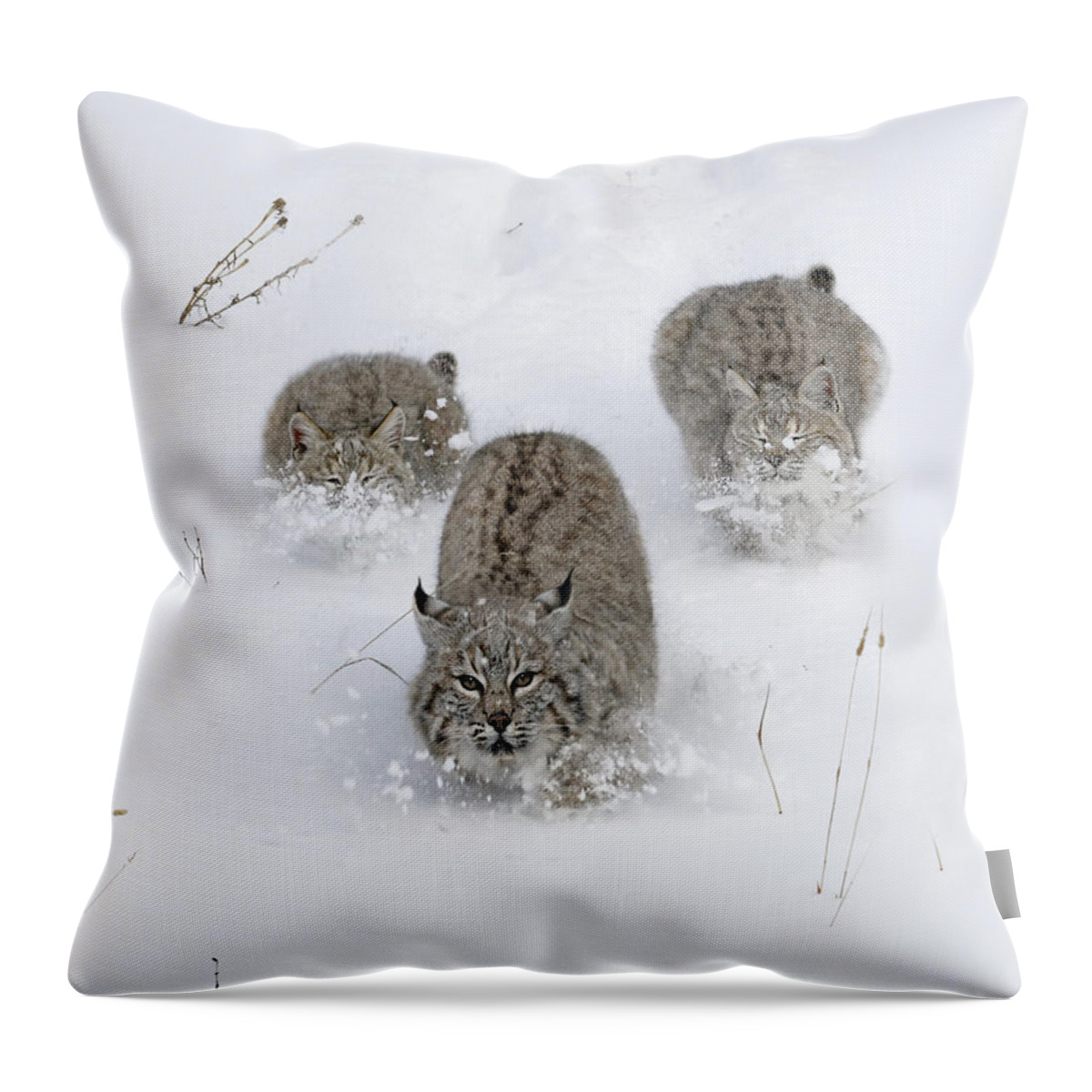 Bobcat Throw Pillow featuring the photograph Bobcat Trio by Wildlife Fine Art