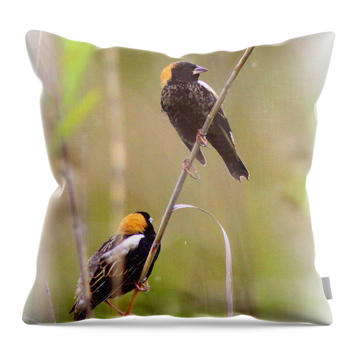 Bobolink Throw Pillow featuring the photograph Bobolink Duo by Travis Truelove