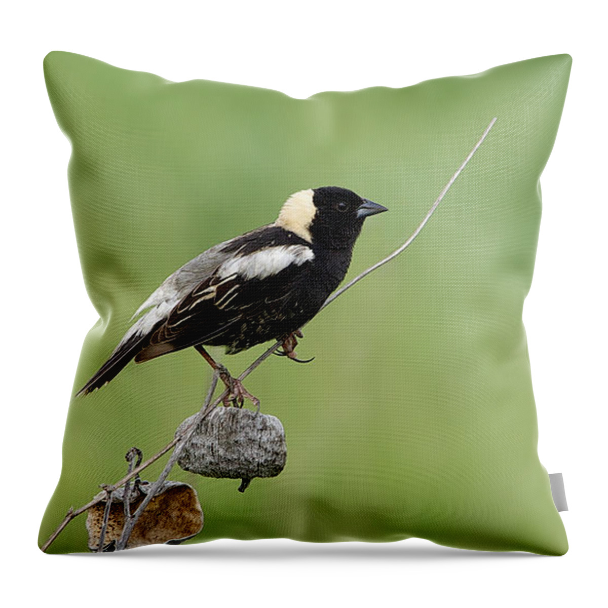 Bobolink Throw Pillow featuring the photograph Bobolink - Goglu - Dolichonyx oryzivorus by Nature and Wildlife Photography