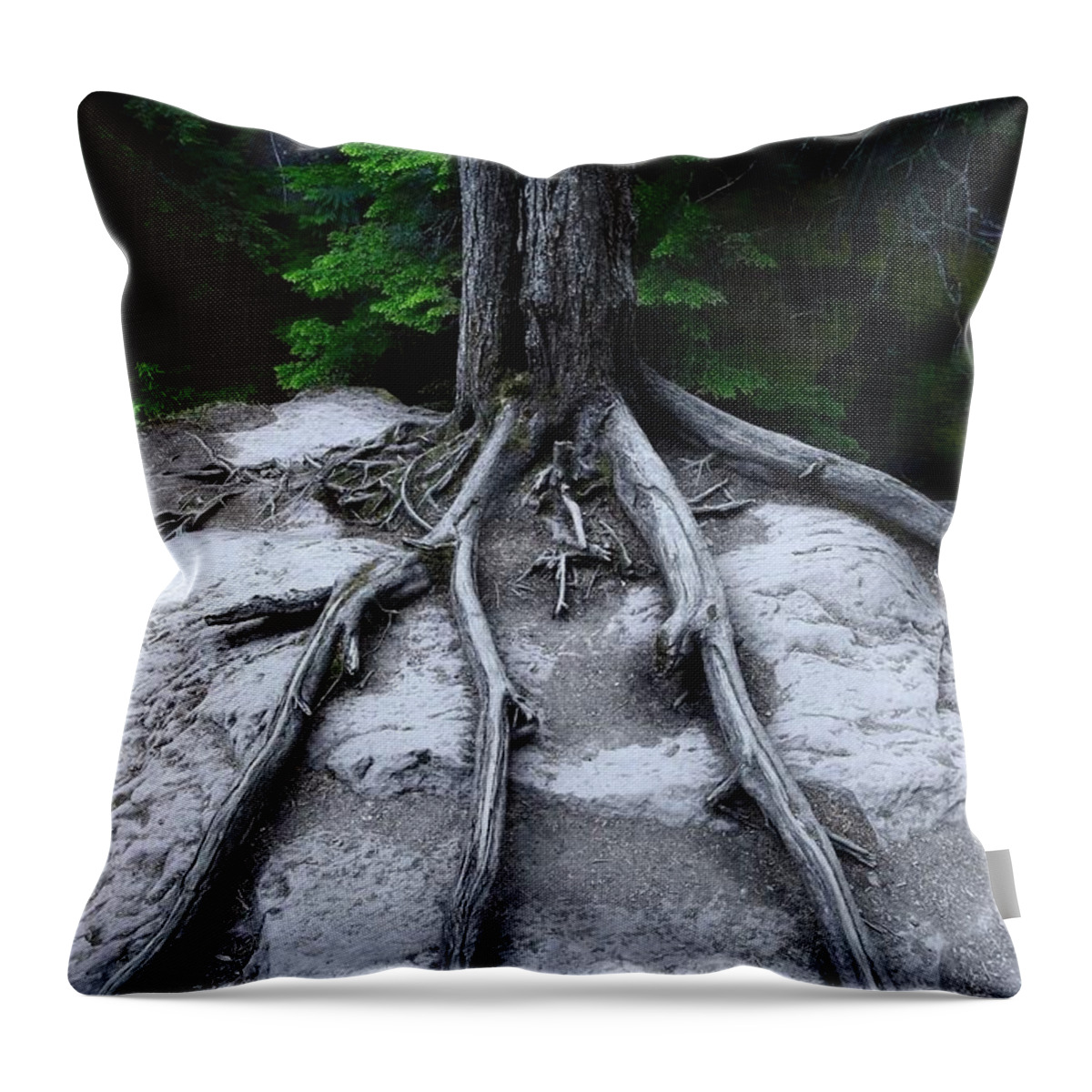 Avalanche Creek Throw Pillow featuring the photograph Bones by David Andersen