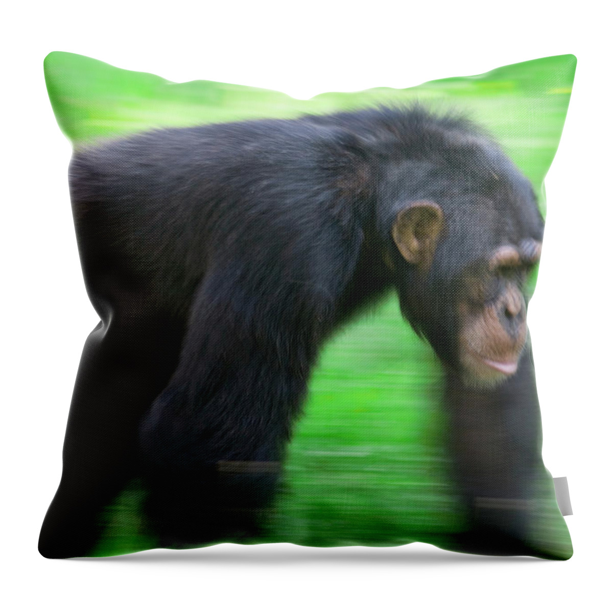 00620539 Throw Pillow featuring the photograph Bonobo Pan Paniscus Knuckle-walking by Cyril Ruoso