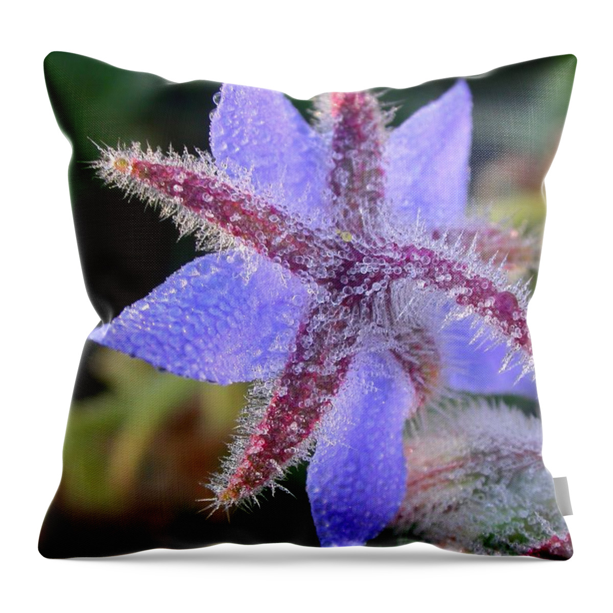 Borage Photograph Throw Pillow featuring the photograph Borage Droplets by Cynthia Wallentine